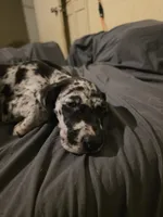 Spots , a male Great Dane for sale in Big Spring, TX – 1 of 4