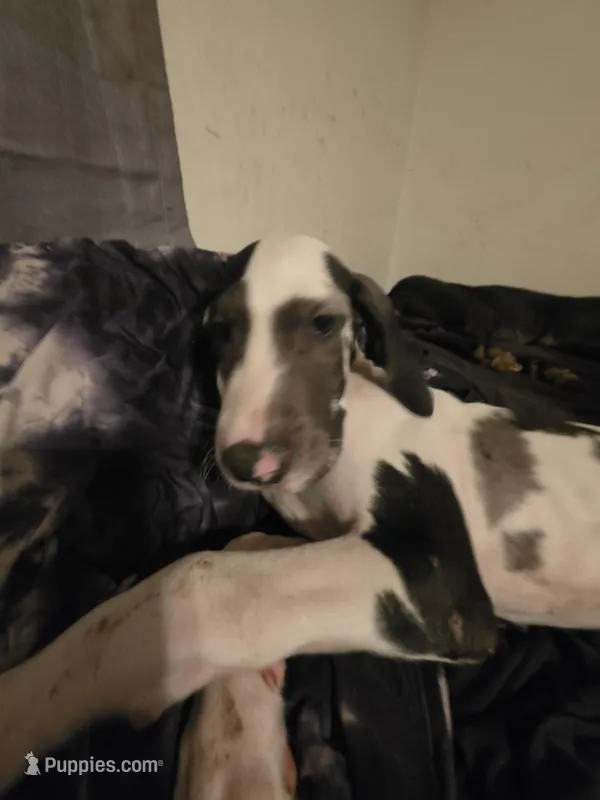 Stich – Great Dane puppy for sale in Big Spring, TX
