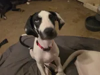 Iris, a female Great Dane for sale in Big Spring, TX – 4 of 5