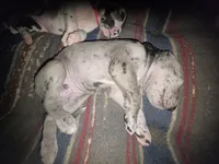 Your choice , a male Great Dane for sale in Big Spring, TX – 4 of 4