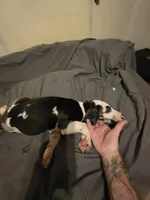 Panda, a female Great Dane for sale in Big Spring, TX – 5 of 6