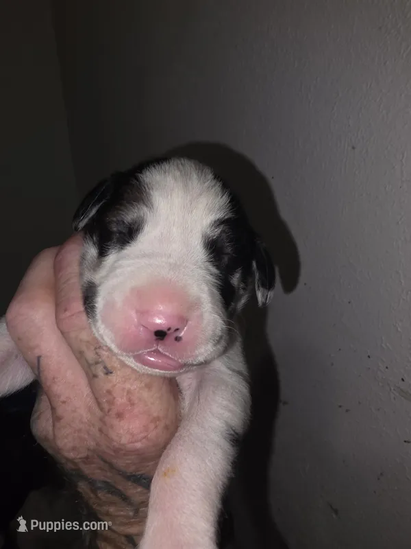 Panda – Great Dane puppy for sale in Big Spring, TX