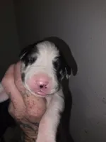 Panda, a female Great Dane for sale in Big Spring, TX – Photo 1 of 3