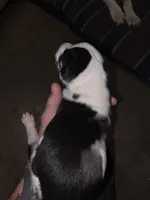 Panda, a female Great Dane for sale in Big Spring, TX – Photo 2 of 3