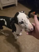 Dakota, a female Great Dane for sale in Big Spring, TX – 3 of 5
