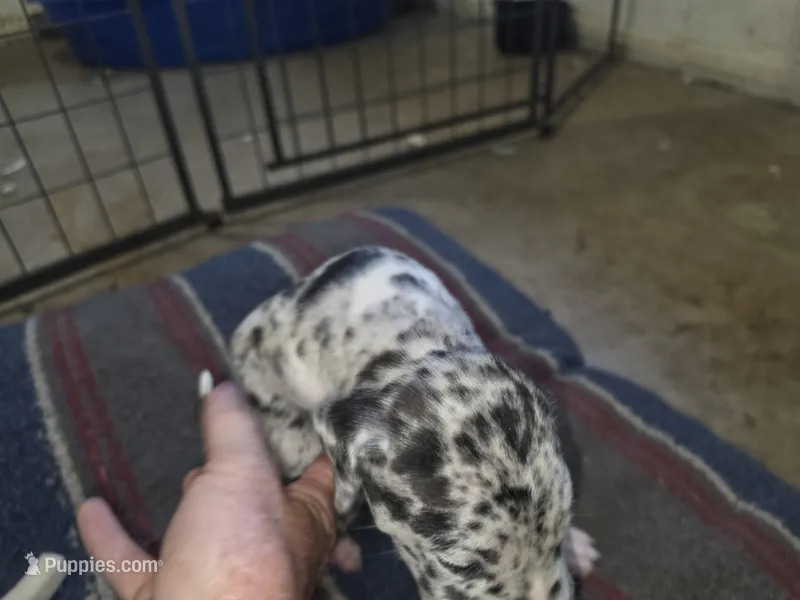 Freckles  – Great Dane puppy for sale in Big Spring, TX