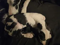 Stich, a male Great Dane for sale in Big Spring, TX – 2 of 5