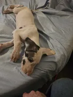 Lefty , a female Great Dane for sale in Big Spring, TX – 3 of 3