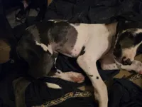 Lilo, a female Great Dane for sale in Big Spring, TX – 4 of 5