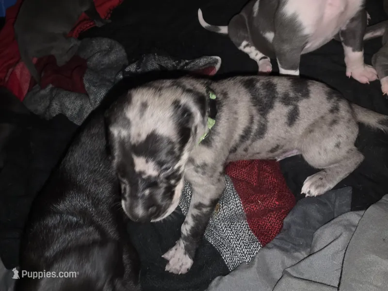 Your choice – Great Dane puppy for sale in Big Spring, TX