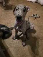 Hailey , a female Great Dane for sale in Big Spring, TX – 3 of 3