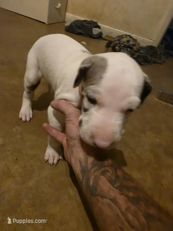 Up to you – Great Dane puppy for sale in Big Spring, TX