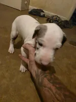 Up to you, a female Great Dane for sale in Big Spring, TX – Photo 1 of 6