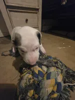Up to you, a female Great Dane for sale in Big Spring, TX – Photo 4 of 6
