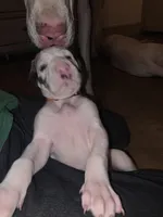 Up to you, a female Great Dane for sale in Big Spring, TX – Photo 2 of 6