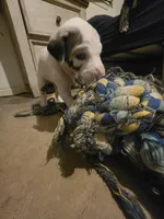 Up to you, a female Great Dane for sale in Big Spring, TX – Photo 6 of 6