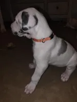 Up to you, a female Great Dane for sale in Big Spring, TX – Photo 3 of 6