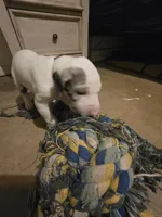 Up to you, a female Great Dane for sale in Big Spring, TX – Photo 5 of 6