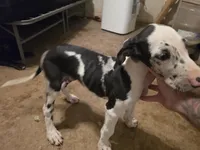 Dakota, a female Great Dane for sale in Big Spring, TX – 2 of 5