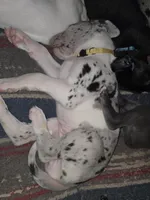 Daisy, a female Great Dane for sale in Big Spring, TX – 1 of 2