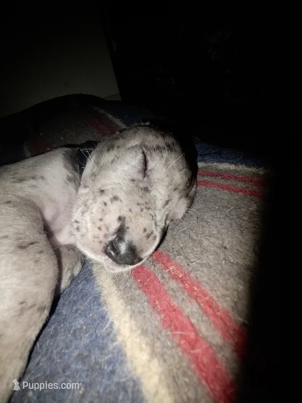Your choice , a male Great Dane for sale in Big Spring, TX – 1 of 4