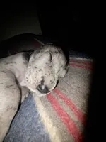 Your choice , a male Great Dane for sale in Big Spring, TX – 1 of 4