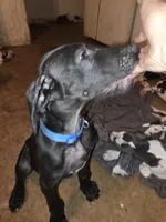 King, a male Great Dane for sale in Big Spring, TX – 3 of 4