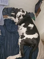 Mom , a female Great Dane for sale in Big Spring, TX – 1 of 1