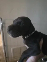 Shadow, a female Great Dane for sale in Big Spring, TX – 2 of 3