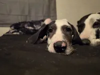 Stich, a male Great Dane for sale in Big Spring, TX – 3 of 5
