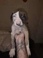Zurus, a male Great Dane for sale in Big Spring, TX – 3 of 4