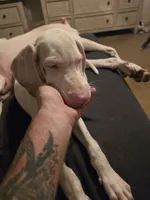 Bunny, a female Great Dane for sale in Big Spring, TX – 4 of 6