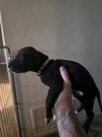 Shadow, a female Great Dane for sale in Big Spring, TX – 3 of 3
