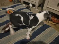 Dakota, a female Great Dane for sale in Big Spring, TX – 2 of 3