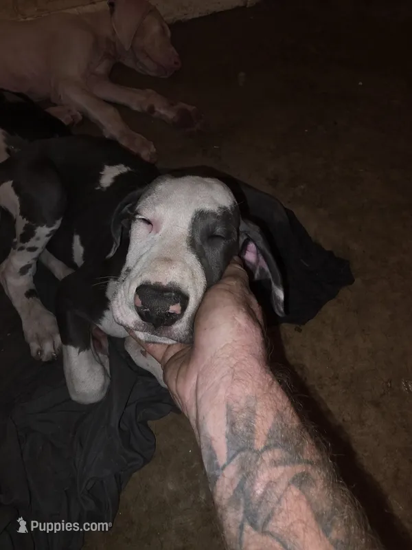 BF, a female Great Dane for sale in Big Spring, TX – 1 of 4