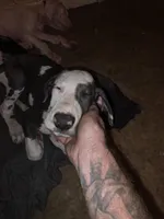 BF, a female Great Dane for sale in Big Spring, TX – 1 of 4