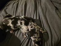 Spots , a male Great Dane for sale in Big Spring, TX – 4 of 4