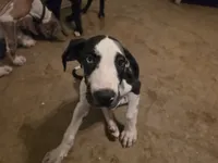 Speaker, a female Great Dane for sale in Big Spring, TX – 3 of 3