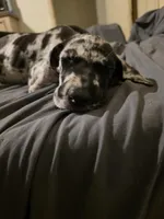 Spots , a male Great Dane for sale in Big Spring, TX – 3 of 4