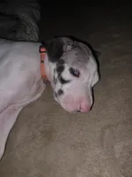 Queen , a female Great Dane for sale in Big Spring, TX – 2 of 2