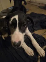 Lilo, a female Great Dane for sale in Big Spring, TX – 2 of 5