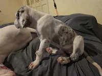 Bonnet , a female Great Dane for sale in Big Spring, TX – 2 of 4