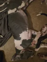 BF, a female Great Dane for sale in Big Spring, TX – 4 of 4