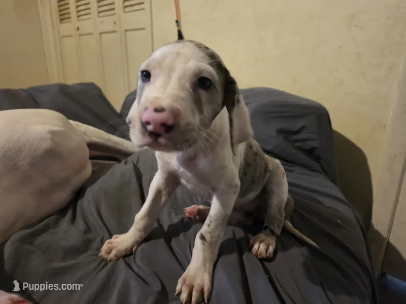 Bonnet , a female Great Dane for sale in Big Spring, TX – 1 of 4