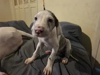 Bonnet , a female Great Dane for sale in Big Spring, TX – 1 of 4