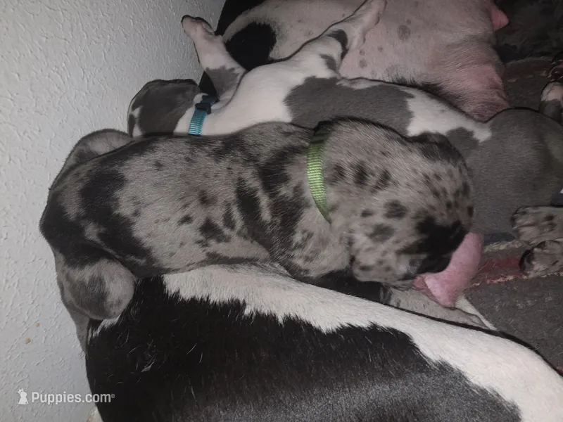 Tiger – Great Dane puppy for sale in Big Spring, TX
