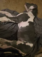 BF, a female Great Dane for sale in Big Spring, TX – 3 of 4