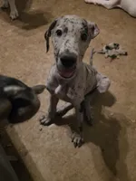 Hailey , a female Great Dane for sale in Big Spring, TX – 2 of 3