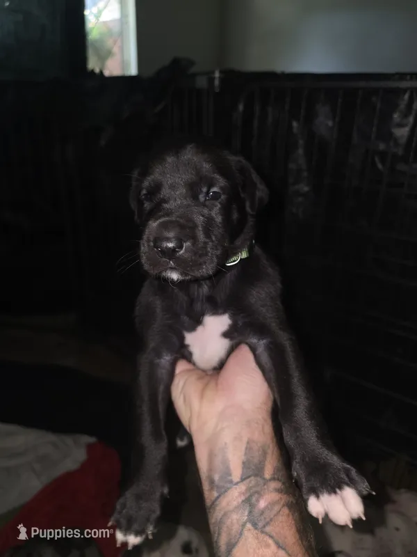 Socks – Great Dane puppy for sale in Big Spring, TX