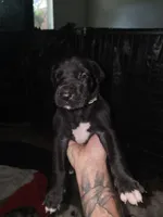 Socks, a male Great Dane for sale in Big Spring, TX – 1 of 2